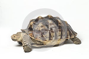 African Spurred Tortoise also know as African Spur Thigh Tortoise - Geochelone sulcata