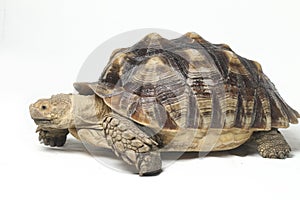 African Spurred Tortoise also know as African Spur Thigh Tortoise - Geochelone sulcata