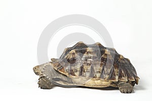 African Spurred Tortoise also know as African Spur Thigh Tortoise - Geochelone sulcata