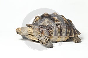 African Spurred Tortoise also know as African Spur Thigh Tortoise - Geochelone sulcata