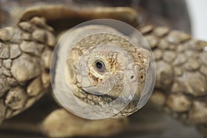 African Spurred Tortoise also know as African Spur Thigh Tortoise - Geochelone sulcata