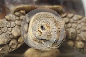 African Spurred Tortoise also know as African Spur Thigh Tortoise - Geochelone sulcata