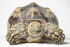 African Spurred Tortoise also know as African Spur Thigh Tortoise - Geochelone sulcata