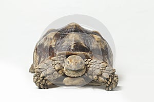 African Spurred Tortoise also know as African Spur Thigh Tortoise - Geochelone sulcata