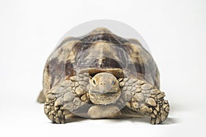 African Spurred Tortoise also know as African Spur Thigh Tortoise - Geochelone sulcata