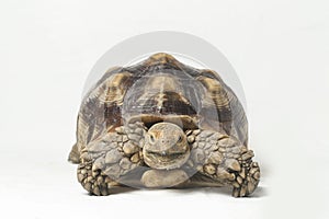 African Spurred Tortoise also know as African Spur Thigh Tortoise - Geochelone sulcata