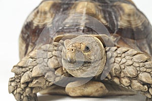 African Spurred Tortoise also know as African Spur Thigh Tortoise - Geochelone sulcata