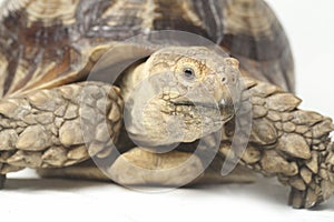 African Spurred Tortoise also know as African Spur Thigh Tortoise - Geochelone sulcata