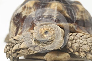 African Spurred Tortoise also know as African Spur Thigh Tortoise - Geochelone sulcata