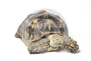 African Spurred Tortoise also know as African Spur Thigh Tortoise - Geochelone sulcata