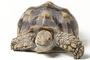 African Spurred Tortoise also know as African Spur Thigh Tortoise - Geochelone sulcata