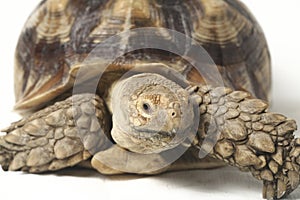 African Spurred Tortoise also know as African Spur Thigh Tortoise - Geochelone sulcata