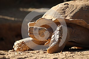African spurred tortoise Centrochelys sulcata 1