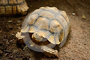 African spurred tortoise Centrochelys sulcata