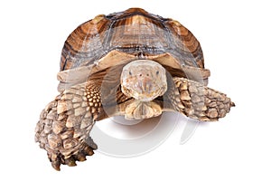 African spurred tortoise Centrochelys sulcata