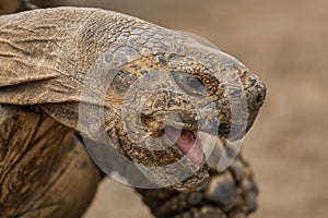 African Spurred Tortoise - Centrochelys sulcata