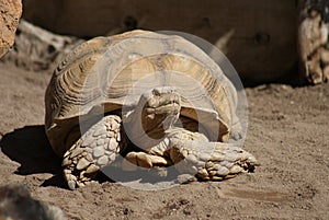 African Spurred Tortoise - Centrochelys sulcata