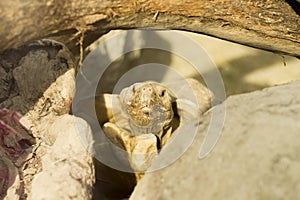 African Spurred Tortoise (Centrochelys sulcata)