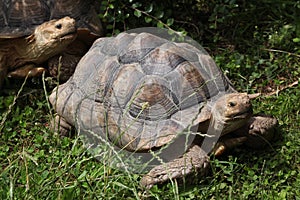 African spurred tortoise (Centrochelys sulcata).