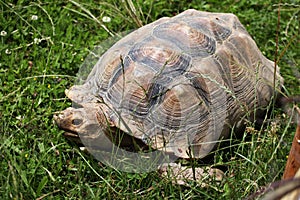 African spurred tortoise (Centrochelys sulcata).