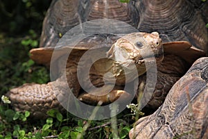 African spurred tortoise (Centrochelys sulcata).