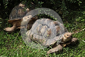 African spurred tortoise (Centrochelys sulcata).