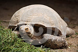 African spurred tortoise (Centrochelys sulcata).