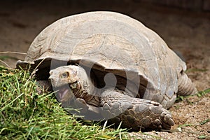 African spurred tortoise (Centrochelys sulcata).