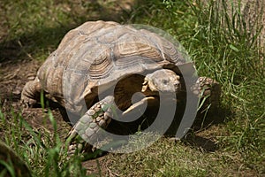 African spurred tortoise Centrochelys sulcata