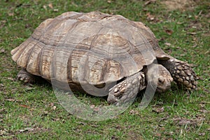 African spurred tortoise Centrochelys sulcata