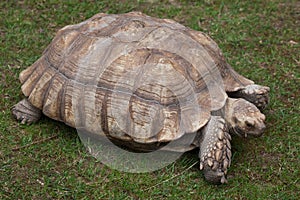 African spurred tortoise Centrochelys sulcata