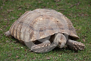 African spurred tortoise Centrochelys sulcata