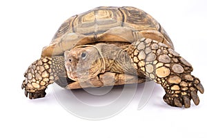 African spurred tortoise,Centrochelys sulcata