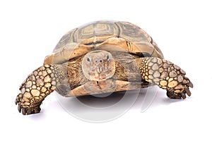 African spurred tortoise,Centrochelys sulcata