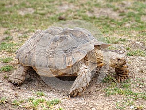 African spurred tortoise Centrochelys sulcata