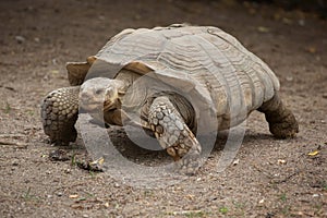 African spurred tortoise Centrochelys sulcata