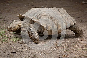 African spurred tortoise Centrochelys sulcata