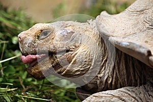 African spurred tortoise (Centrochelys sulcata).