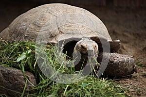 African spurred tortoise (Centrochelys sulcata).