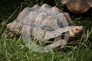 African spurred tortoise (Centrochelys sulcata).