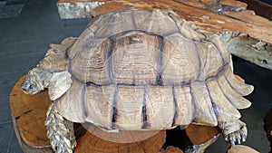 The African Spurred Tortoise or Centrochelys Sulcata
