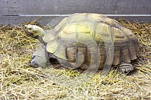 African spurred tortoise, Centrochelys Sulcata close-up photo