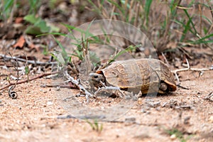 African Spurred Tortoise (Centrochelys sulcata) with missing rear leg