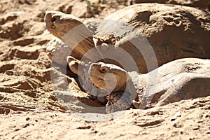 African spurred tortoise Centrochelys sulcata 2