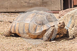 African spurred tortoise, Centrochelys sulcata or sulcata tortoise