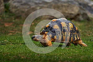 African spurred tortoise, Centrochelys sulcata, turtle from Senegal, Mali, Niger, Sudan, Ethiopia. Tortoise in the green grass,