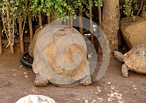 African spurred tortoise (Centrochelys sulcata) in a zoo : (Pix Sanjiv Shukla)