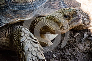 African Spurred Tortoise close up