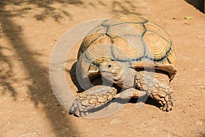 African spurred tortoise closeup.
