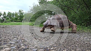 African Spurred tortoise crossing the road